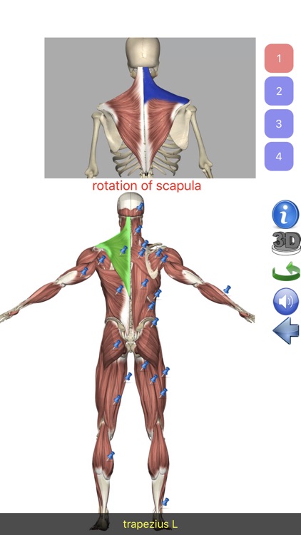 Visual Anatomy Lite screenshot-1