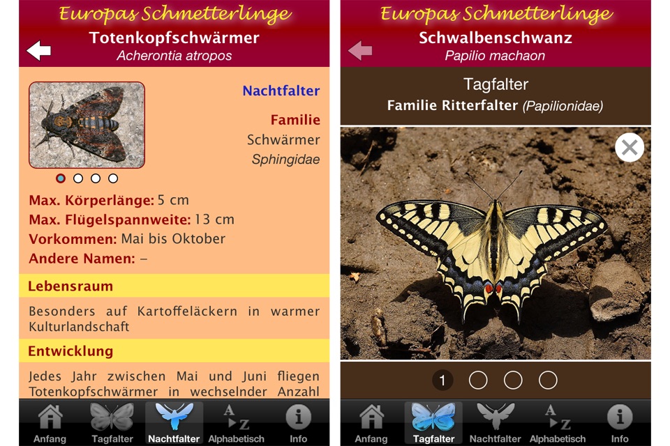 Europas Schmetterlinge screenshot 4