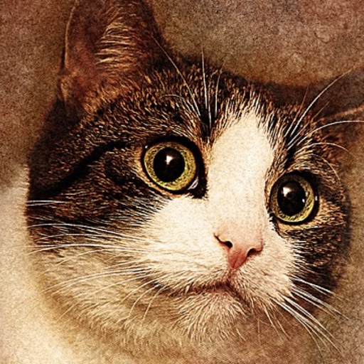 Cat Portraits