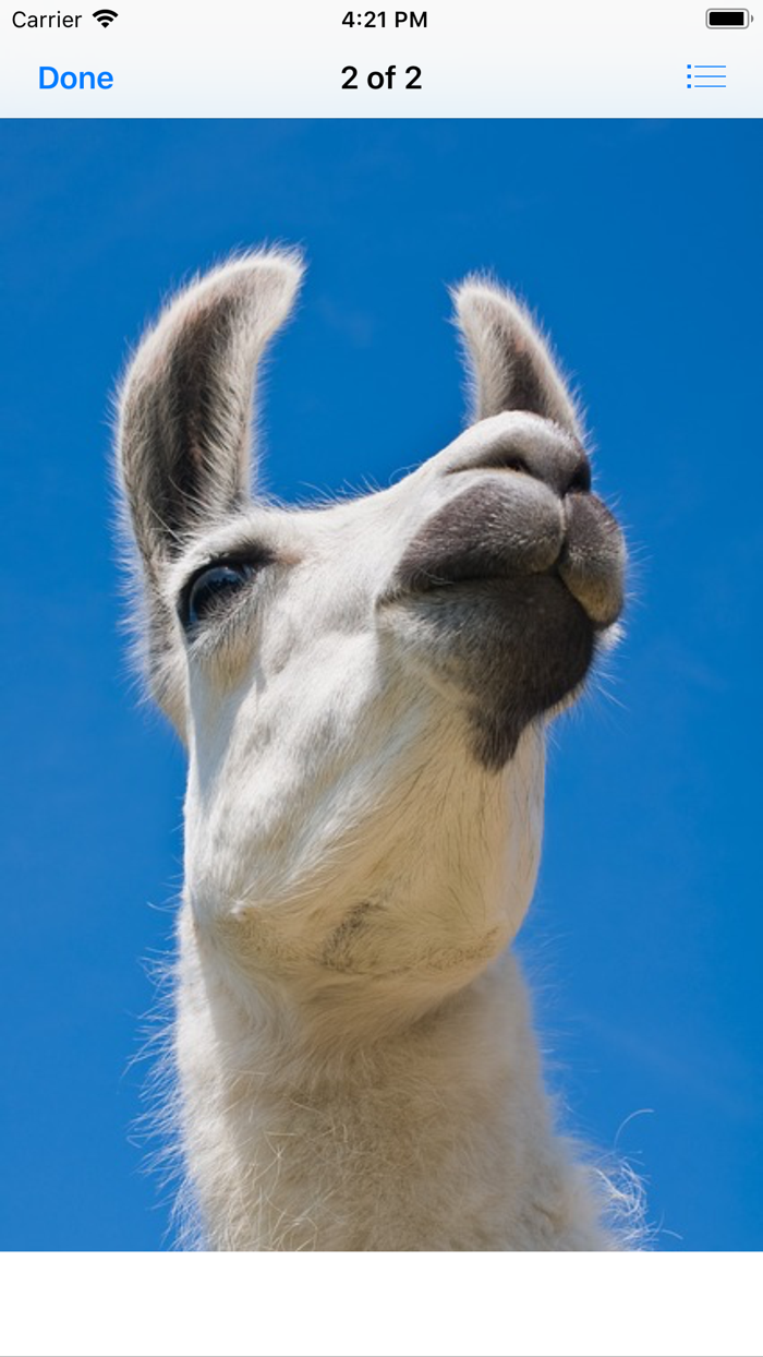 Llama Photography