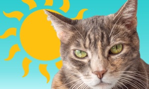 Sunkitty