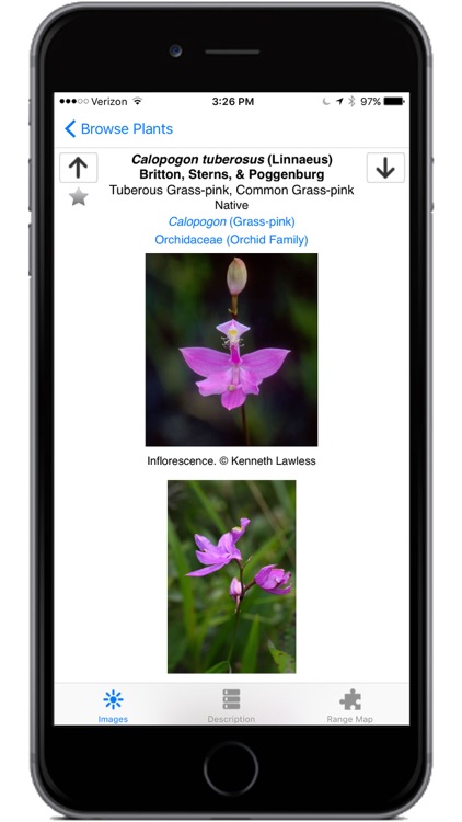 Flora of Virginia screenshot-4