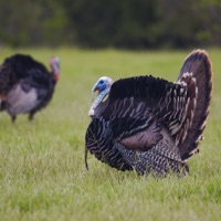 Turkey Hen-Tom Hunting Calls Avis