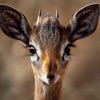 Easy Deer Hunting Calls: Sound