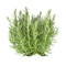 Discover and share nearby rosemary bushes for eating or smelling