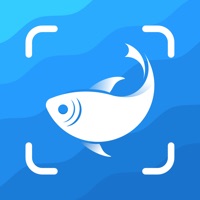 Picture Fish app funktioniert nicht? Probleme und Störung