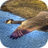 Icon Easy Duck Hunting Calls: Decoy