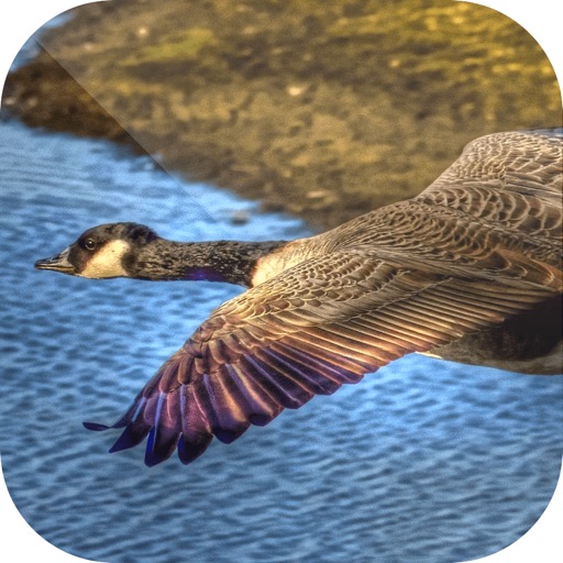 Easy Duck Hunting Calls: Decoy iOS App