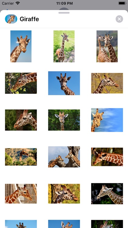 Lotsa Giraffe Stickers