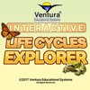 Interactive Life Cycles