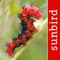 Based on David Wagner’s renowned Princeton field guide Caterpillars of Eastern North America, this exciting new app is the ultimate digital pocket guide for quickly and easily identifying the most common native caterpillar species in Eastern North America—and for keeping a personalized log of your sightings