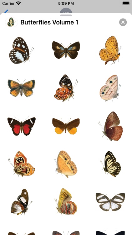 Butterflies Volume 1