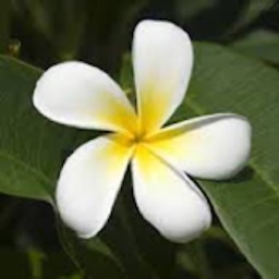 Jasmine Petal List