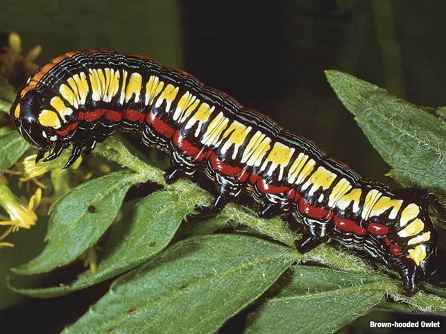 Caterpillar Identification Chart Uk