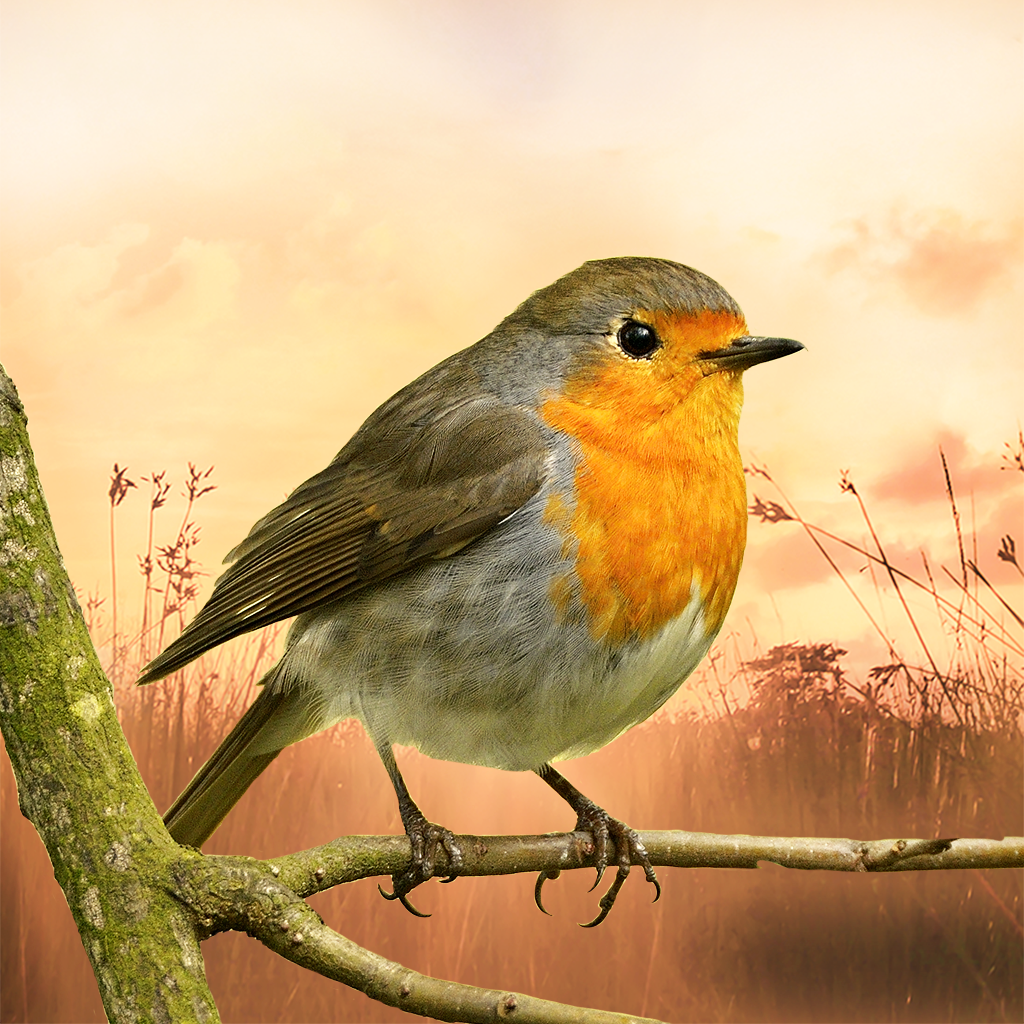 Get Nature & Outdoor Soundscapes for iOS, iPhone, iPad Aso Report