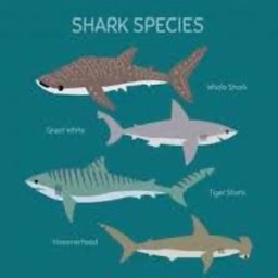 Shark species quiz