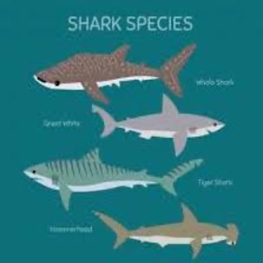 tiger shark classification chart