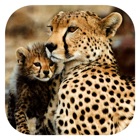 Top 17 Reference Apps Like Stuarts’ African Mammals - Best Alternatives