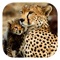 Stuarts’ African Mammals is a comprehensive and authoritative app authored by mammal experts Chris and Mathilde Stuart