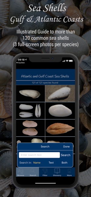 Gulf and Atlantic Sea Shells(圖1)-速報App