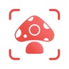 Picture Mushroom - Mushroom ID Picture Mushroom - Mushroom ID