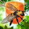 Bee Factory 3D is here and its Real Bees this time 