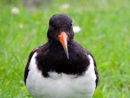 Oystercatcher Stickers