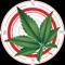 Weed Compass is your guide to cannabis