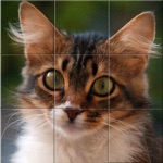 Easy cat puzzle