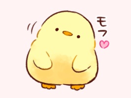 Soft and cute chick