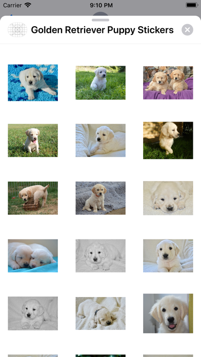 Golden Retriever Puppy Sticker screenshot 2