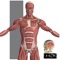 Get a visual overview of the human anatomy with this educational app
