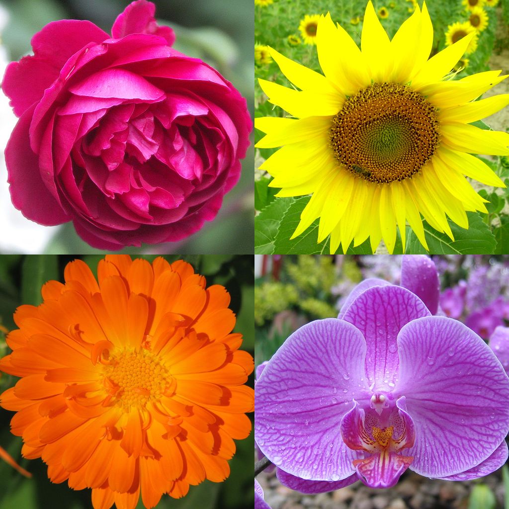 花 美しい植物についての植物のクイズ Iphoneアプリ Applion