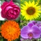 Guess the 110 most beautiful flowers