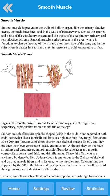 Muscle System Anatomy