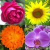 花 - 美しい植物についての植物のクイズ - iPadアプリ