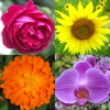 Icon Flowers Quiz - Identify Plants