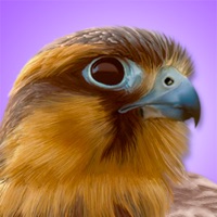 Contacter iBird Pro Guide to Birds
