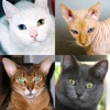 Icon Cats: Photo-Quiz about Kittens