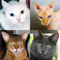 App Icon for Gatos: Foto-quiz sobre gatas App in Brazil IOS App Store
