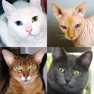 Get Cats: Photo-Quiz about Kittens for iOS, iPhone, iPad Aso Report
