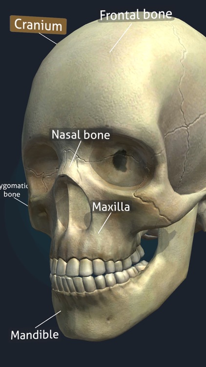 Human Anatomy 3D screenshot-4