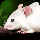 Top 19 Education Apps Like Rat Dissection - Best Alternatives