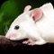 Punflay introduces another dissection app - Rat Dissection for the iPad