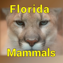 Florida Mammals