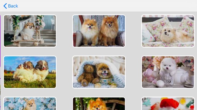 Tile Puzzle Pomeranian Dogs(圖3)-速報App