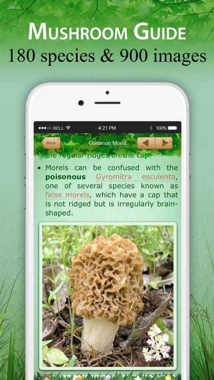 Mushroom Identification &Guide