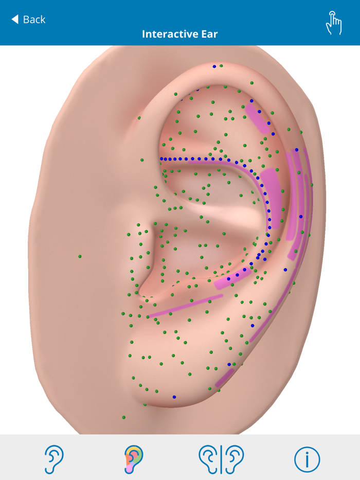 Auriculo 360 - The Living Ear