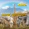 Icon Slow Motion Animals 4K