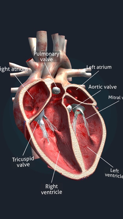 Human Anatomy 3D